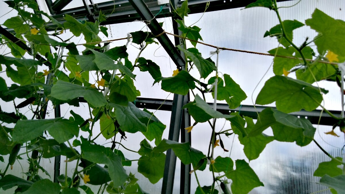 Огурцы перекидываются через натянутую горизонтально верёвку. Вчера всё срезала, а сегодня уже новые наросли.