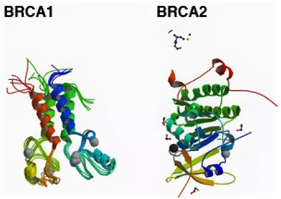 Определение мутаций в генах brca1