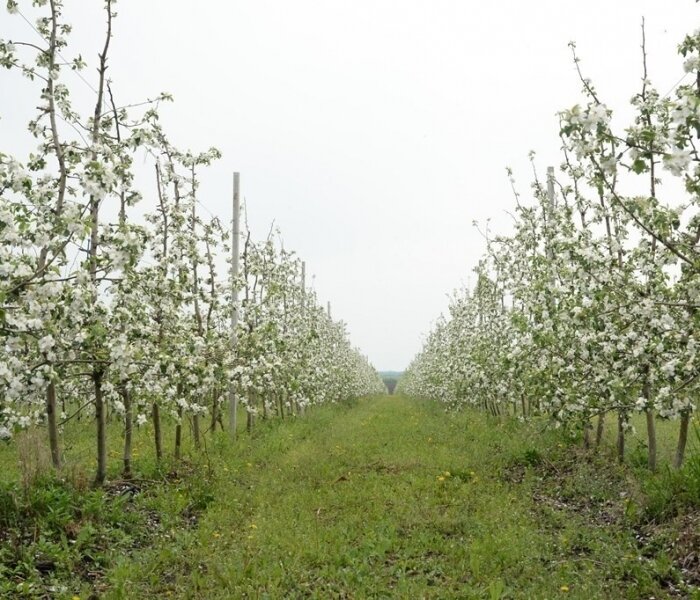 Изображение взято из открытых источников Яндекс.Картинки