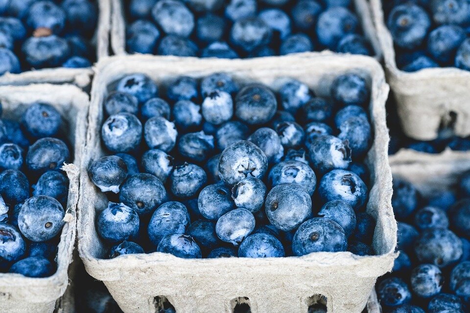 https://cdn.pixabay.com/photo/2016/04/13/07/18/blueberry-1326154_960_720.jpg