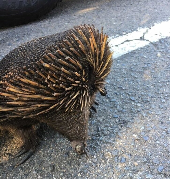 © Echidna CSI / Facebook 