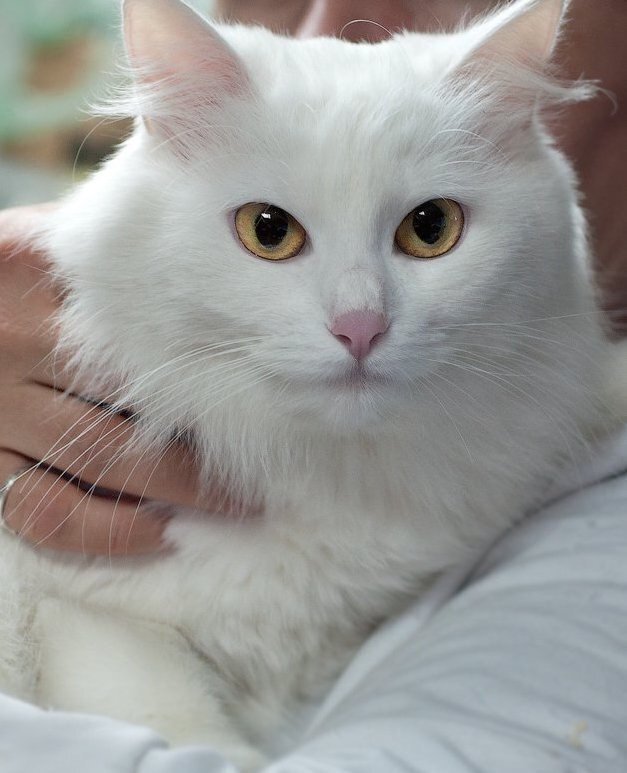 Отзывы ангора. Ангорская кошка. Турецкая ангора белая. Белая ангорская кошка. Турецкая ангора кошка.