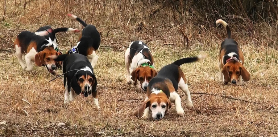 Стая биглей с GPS трекерами во время травли.