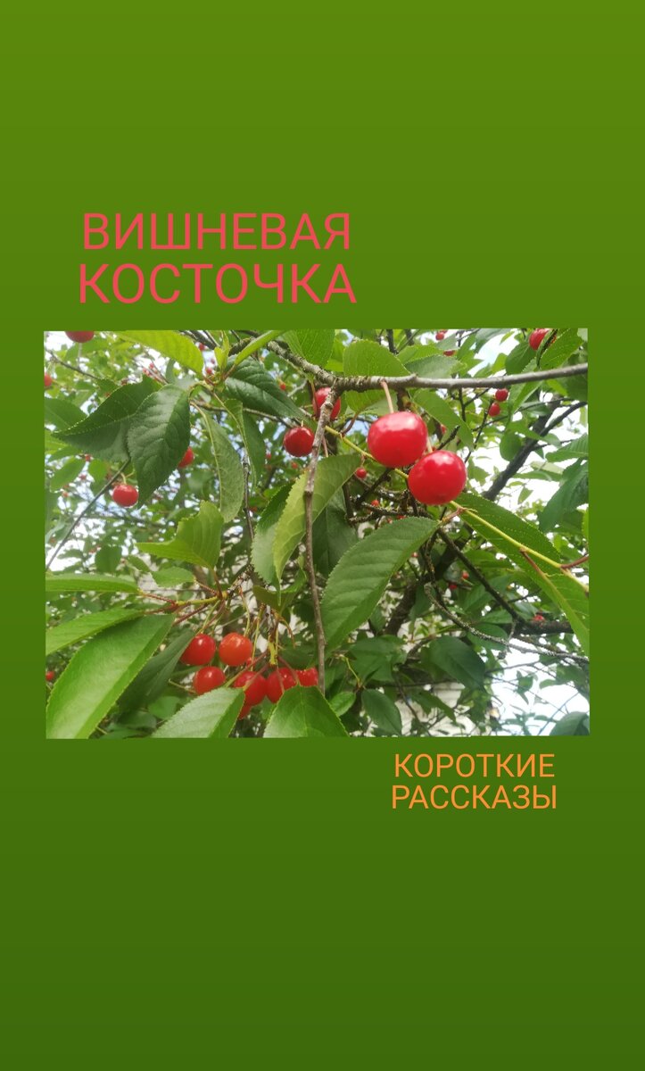 Любовь с вишневой косточкой слушать. Зеленая вишня. "Вишневая косточка" сборник. Вишня с косточкой. Вишневая косточка Олеша.