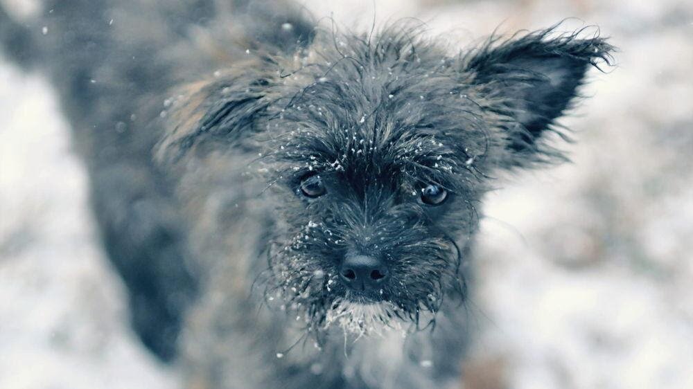 Будьте милосердны к животным!