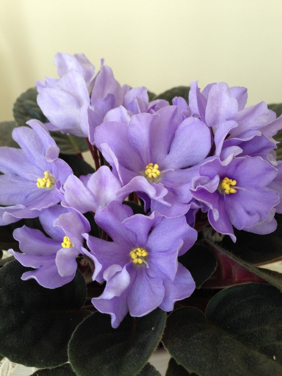 Фиалка сорта "Рапсодия Клементина" до начала эксперимента.