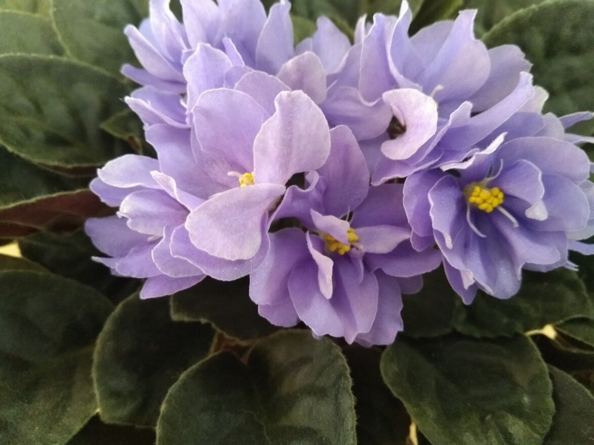 Фиалка сорта "Рапсодия Клементина" после эксперимента.