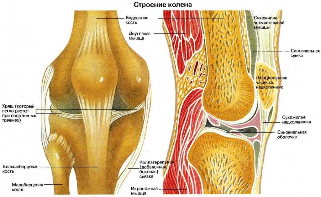 Схема коленки человека