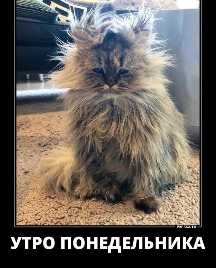 Взъерошенный кот. Уставшая сова. Растрепанный кот. Взъерошенное утро. Растрепанная кошка.