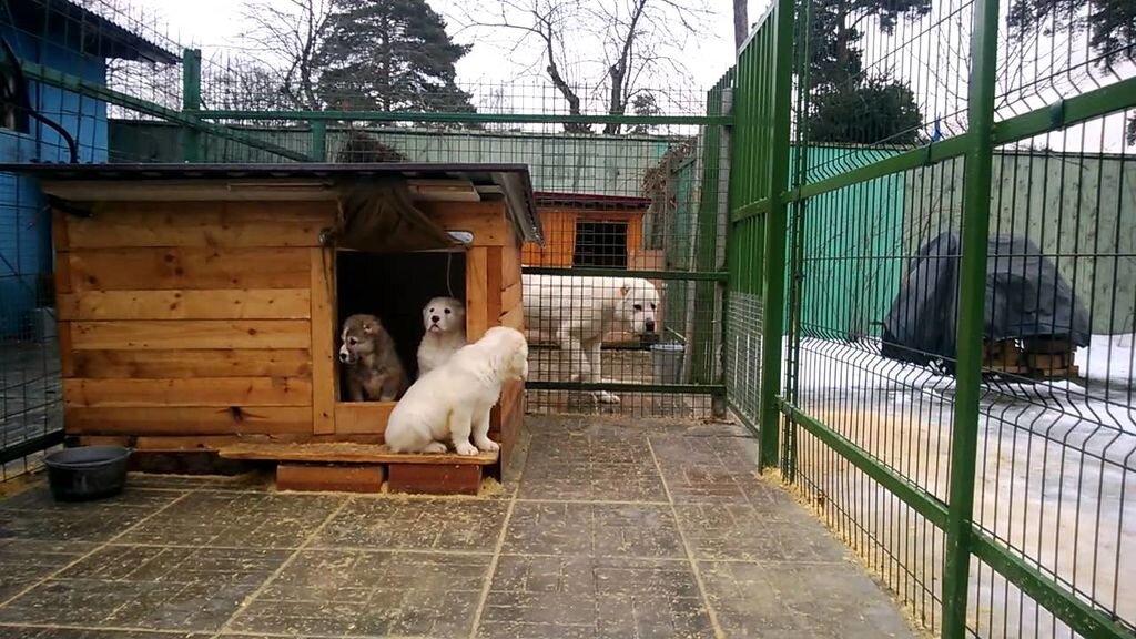 будка для собаки Саратов купить или сделать под заказ