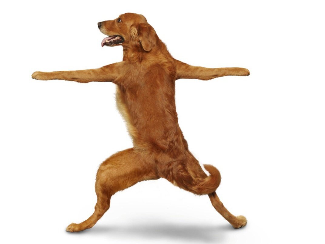 Собака на 2 лапах. Собака танцует. Поза собаки. Щенок танцует.