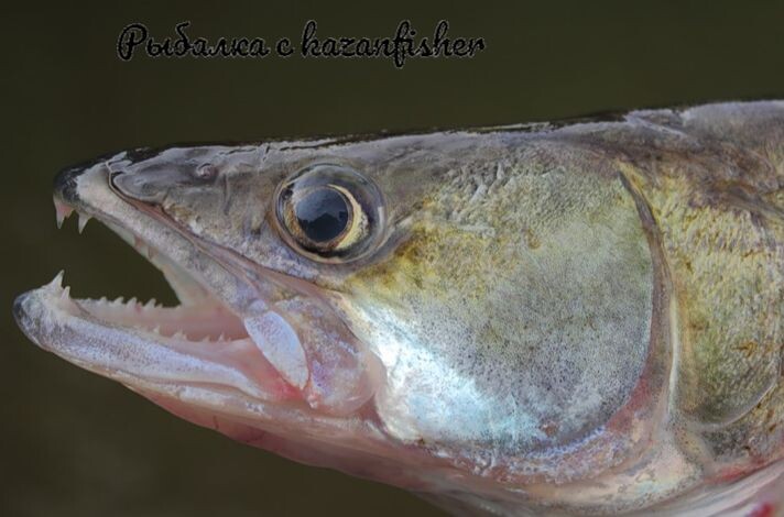 клыкастый друг