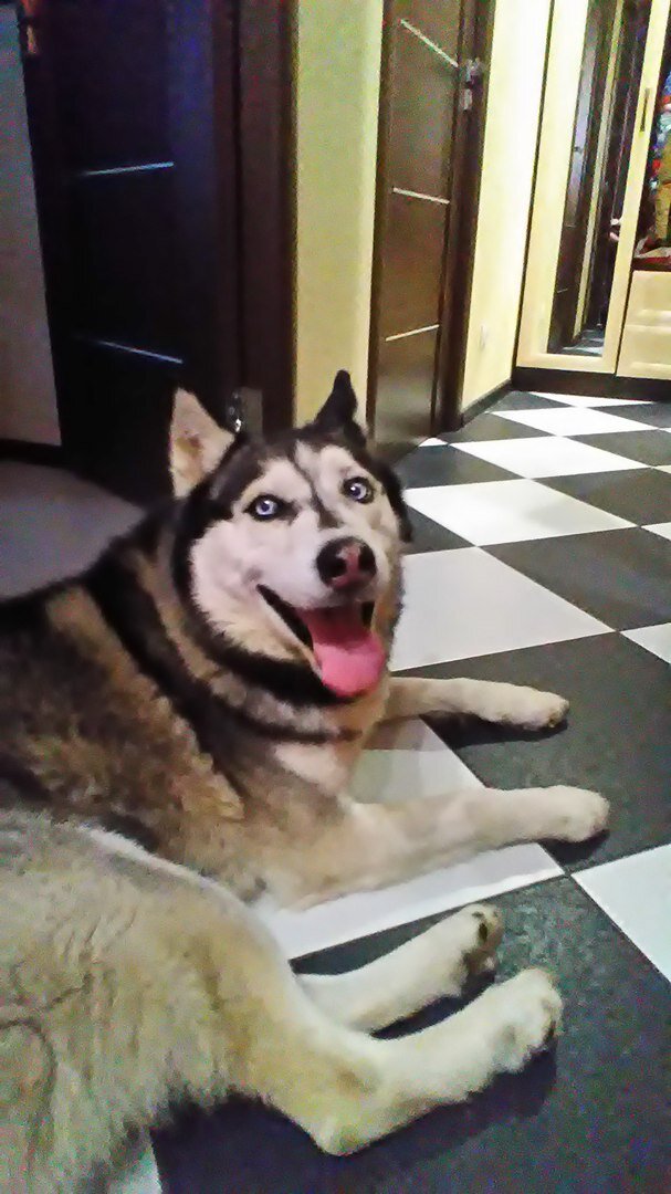 Фото мое. Наш Норд.