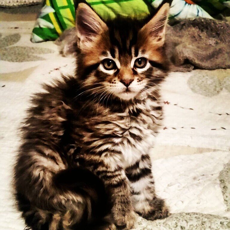 Вот такой маленький комочек мы забрали к себе домой.