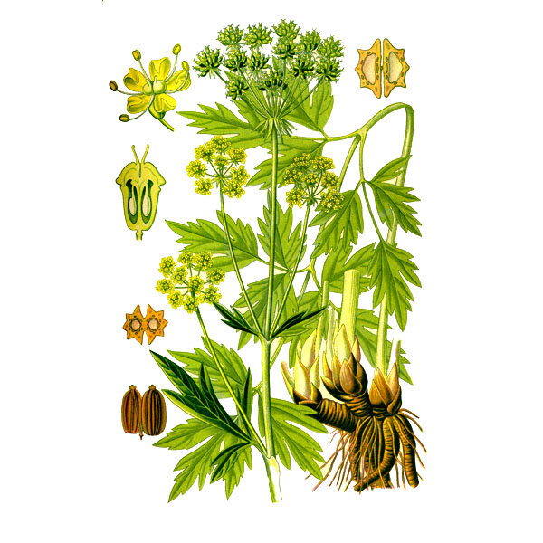 Любисток лекарственный