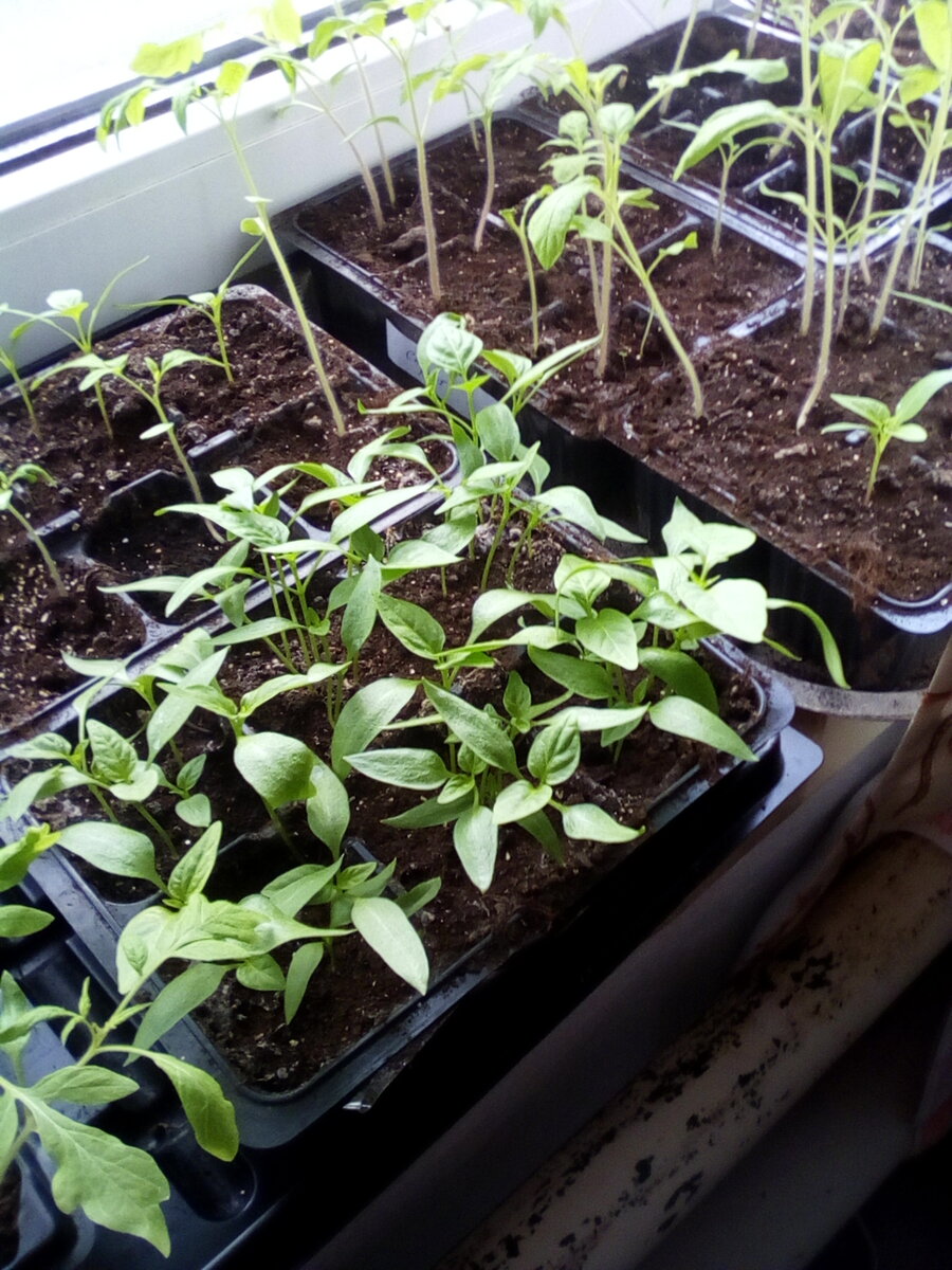 Рассада перцев.