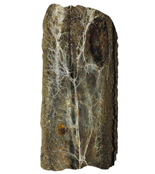 Домовой белый гриб