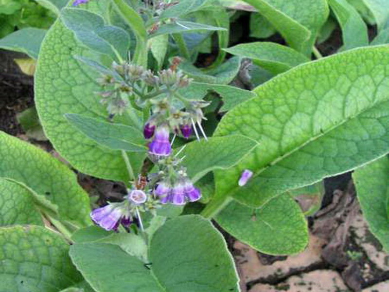 Окопник лекарственный (Symphytum officinale L.)