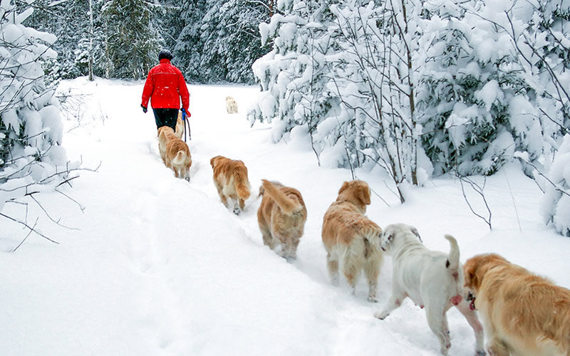 На протяжении нескольких лет два раза в неделю мы с семьей ретриверов Амберголд выезжали на лесные прогулки. В дружную семью отлично вписалась и наша бульдожка. Фото: А. Смирнов