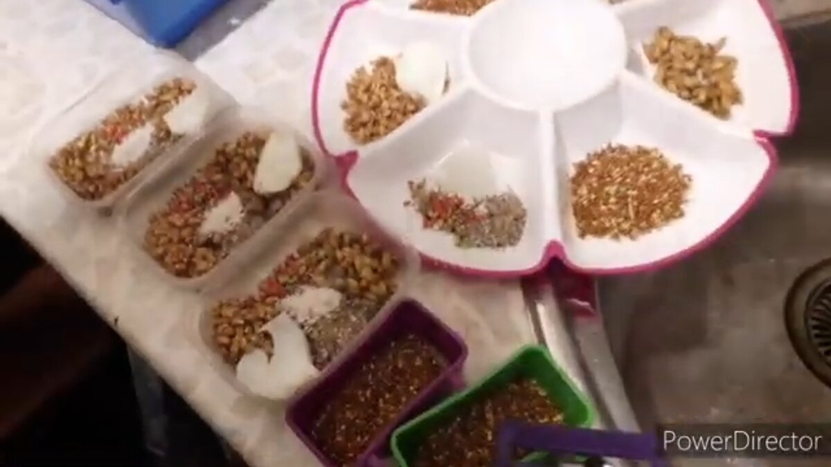 Так я готовлю завтрак для своих попугаев 