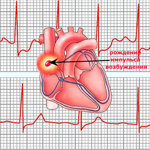 электрокардиограмма