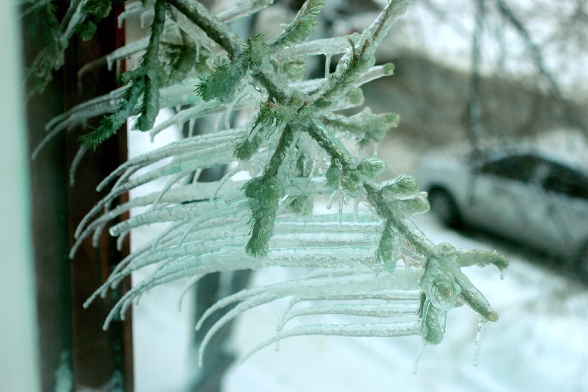 Вот такие сосульки на ней выросли когда оттепель была, а потом мороз ударил и ёлка согнулась под их тяжестью, и едва не обломилась. Сейчас, конечно уже всё растаяло