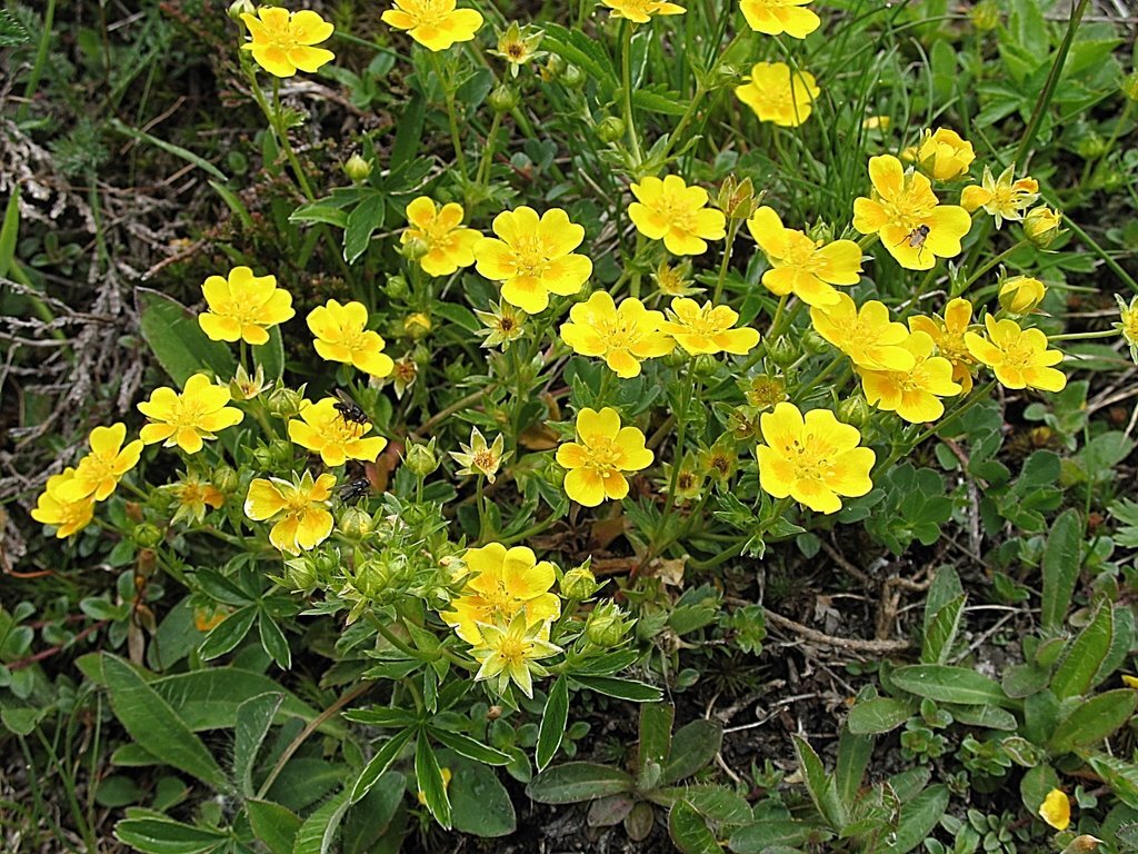 лапчатка прямостоячая