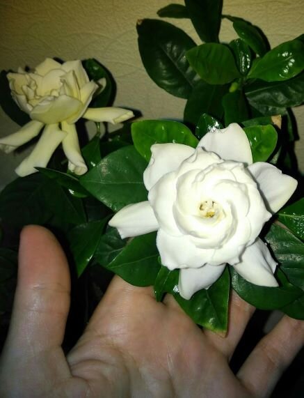 Первое цветение моей гардении.