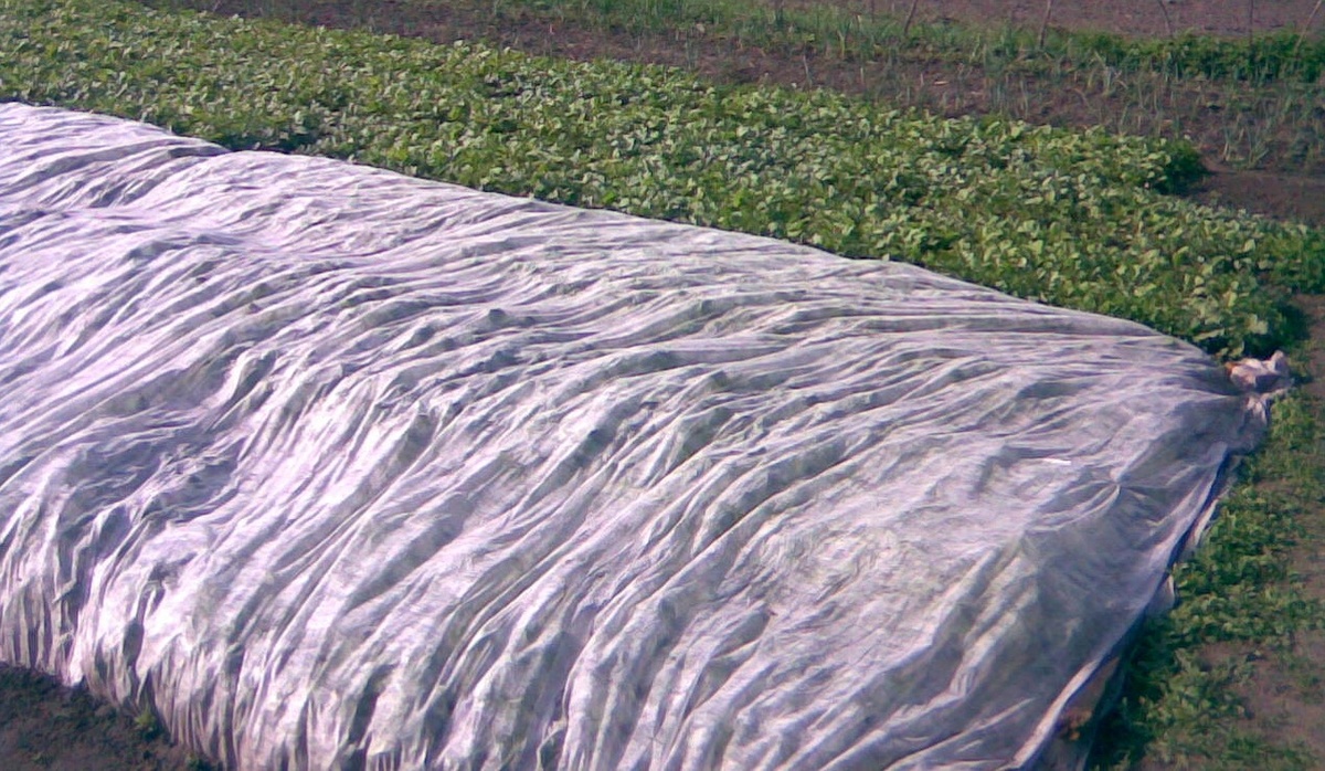 Редиске под агроволокном очень комфортно.