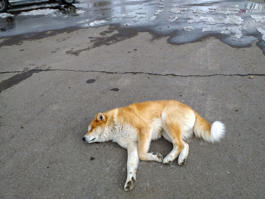 Спяят усталые собачки...