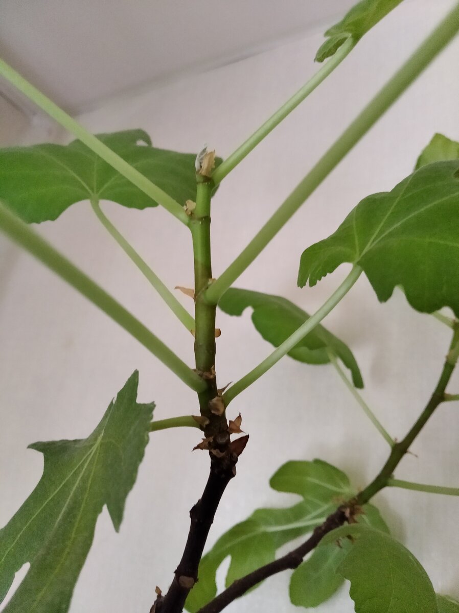 инжир, зеленый прирост и старая древесина