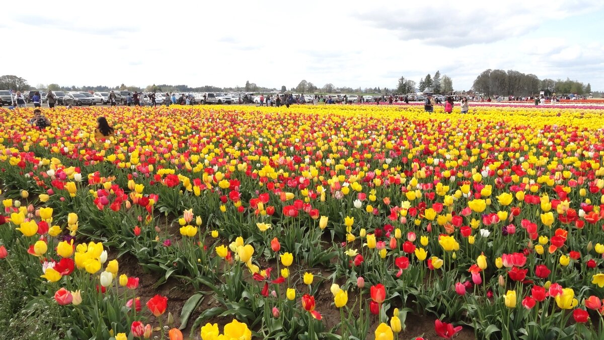 Фестиваль тюльпанов-одно из самых посещаемых мест в американском штате Орегон. Обратите внимание сколько машин на парковке (на заднем плане фотографии). 