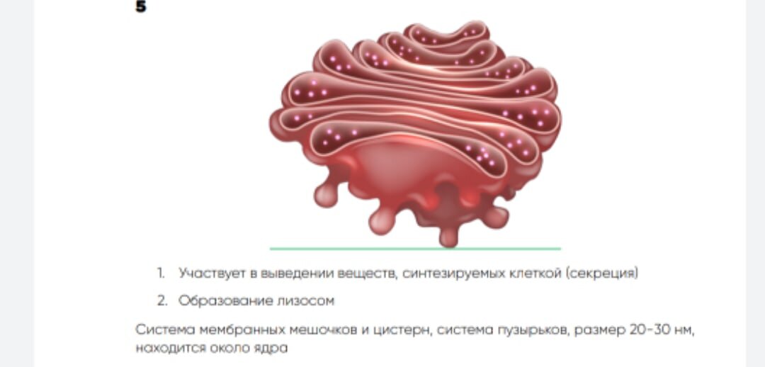 Органоиды клетки и их функции