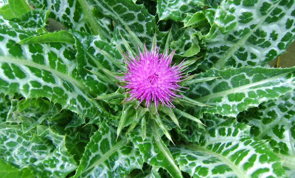 Молоко "Пресвятой Богородицы"