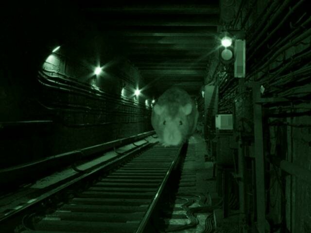 Крысы в метро московском фото