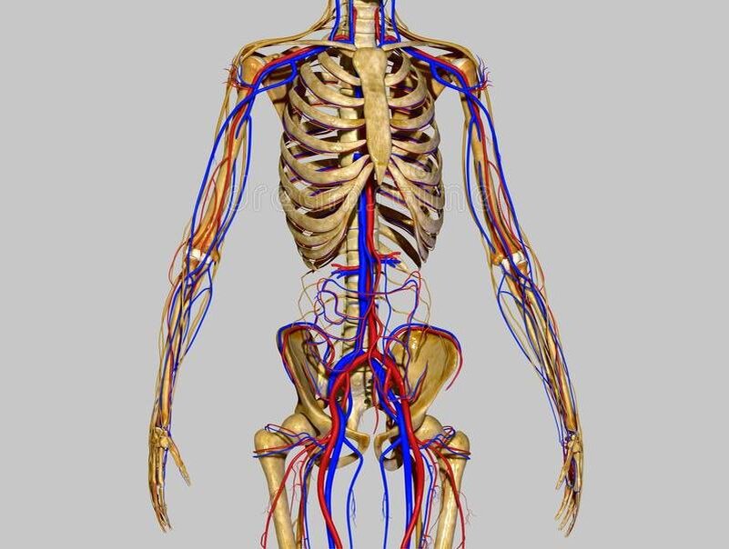 Скелет человека с сосудами и нервами картинки