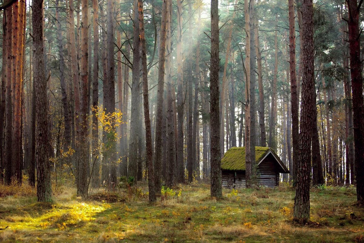 Фото: Яндекс картинки