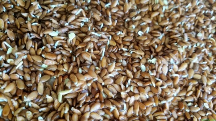 Как правильно проращивать семена пшеницы (витграсс) в домашних условиях?