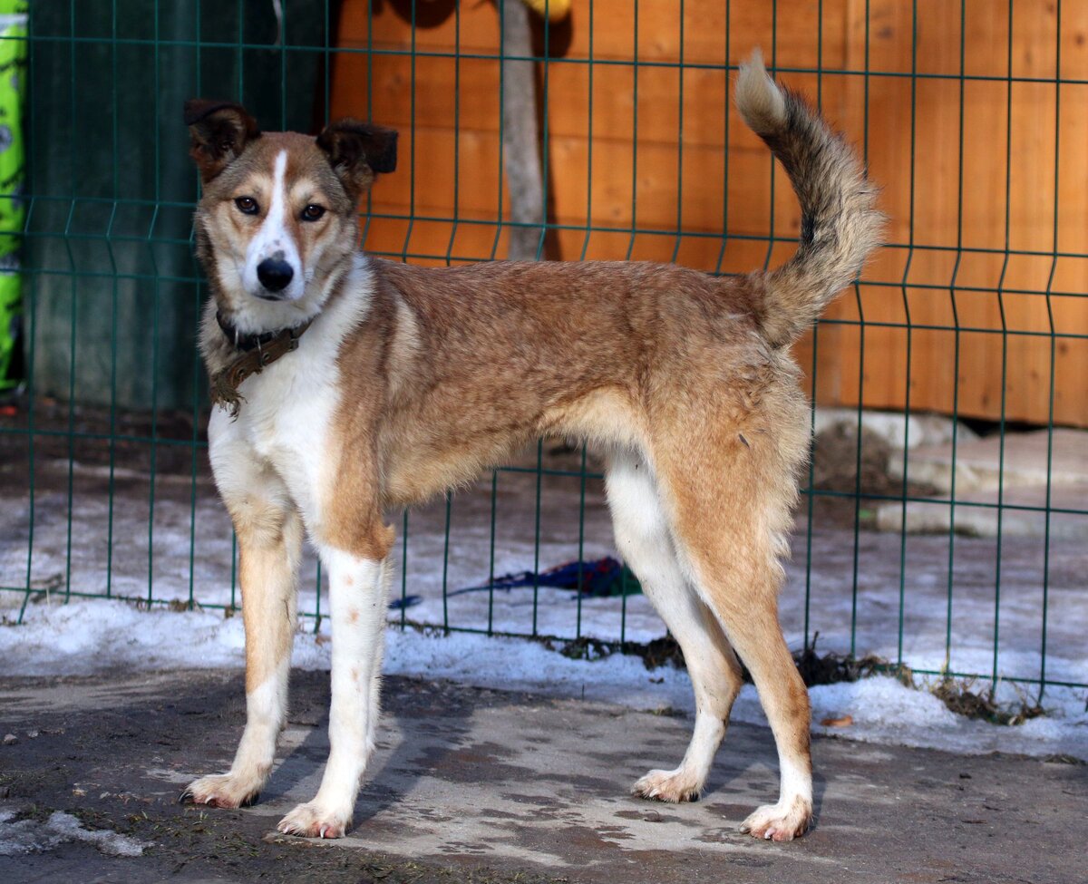 Лапы у Анфисы длинные и стройные