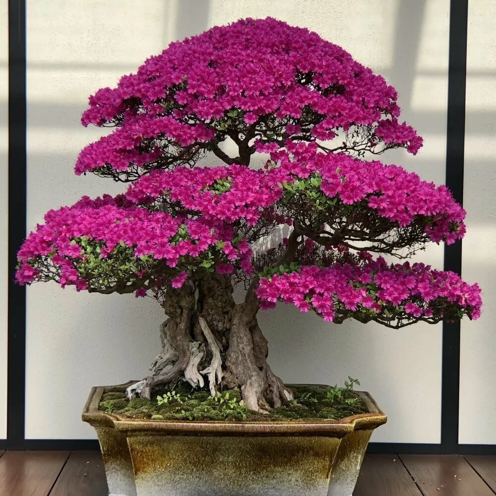 Азалия (бонсай)