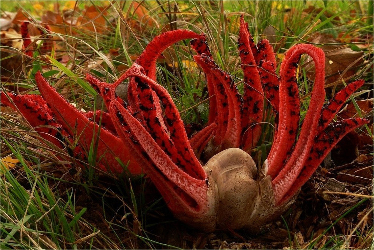 Антурус арчера