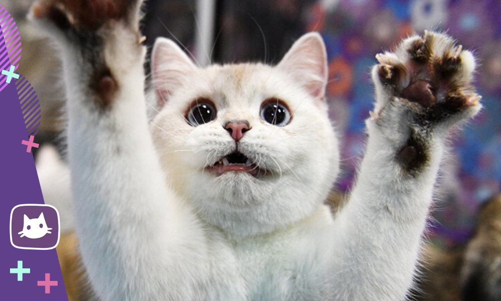 😿Жёсткая операция под названием «мягкие лапки» для кошек: что это ...