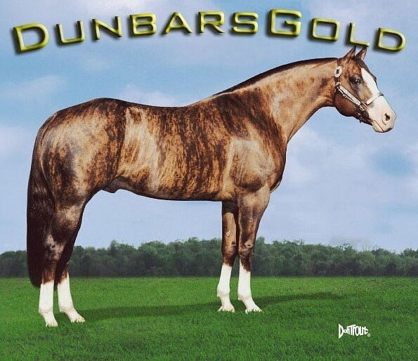 Жеребец квотерхорса тигровой масти.