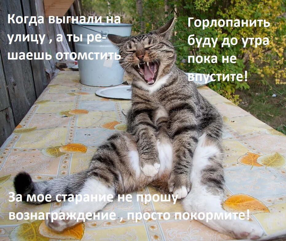 Если честно , то от кота ничего бы не осталось , если он будет продолжать орать!