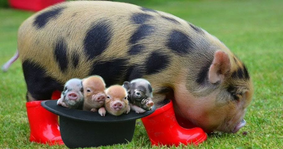 Фотография взята из источника pinterest.ru