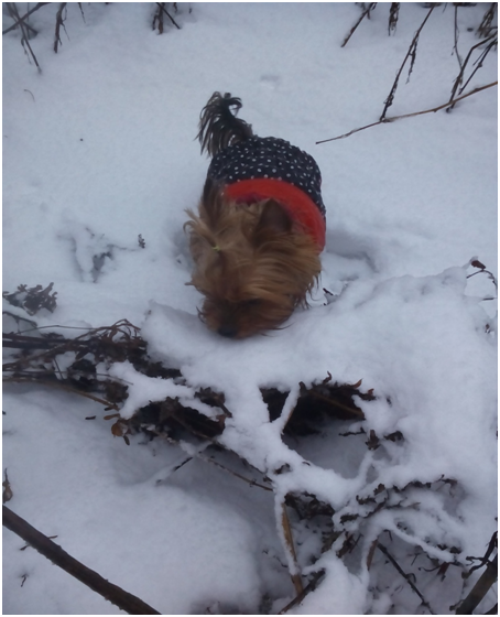 Сильвия, моя радость - фото автора