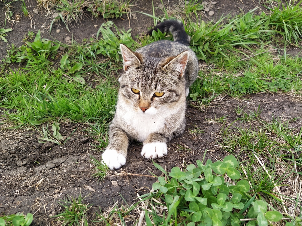 Мой усатый спутник.