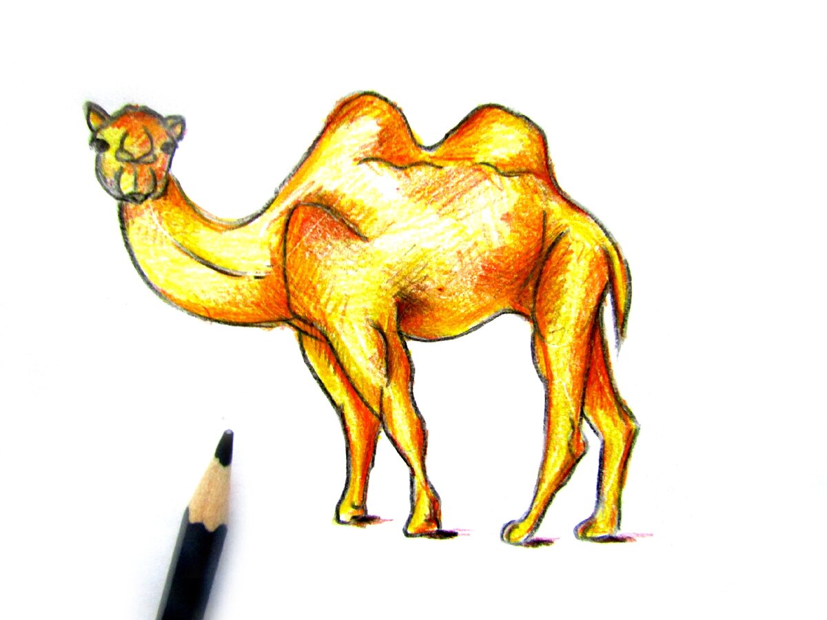 Верблюд рисунок цветной