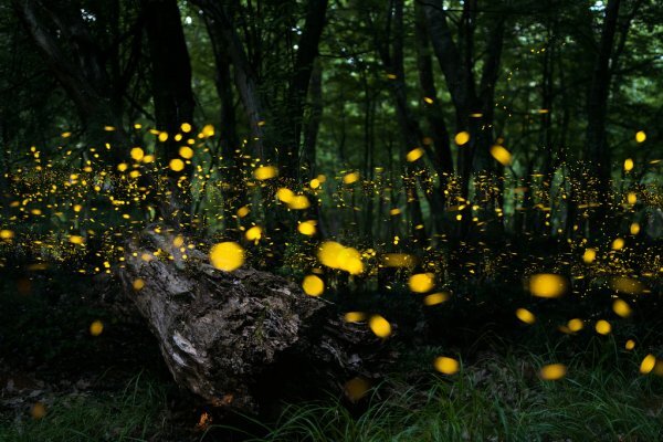 https://st2.depositphotos.com/5175453/8332/i/950/depositphotos_83329534-stock-photo-fireflies.jpg