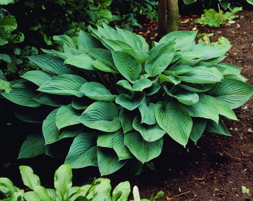 Hosta Funkia Mix С†РІРµС‚С‹